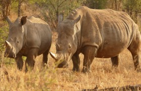 分析实测“人人互娱斗牛挂什么价格"!专业师傅带你一起了解