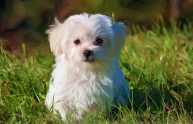 推荐一款”微乐怎么知道对方开挂”详细开挂玩法