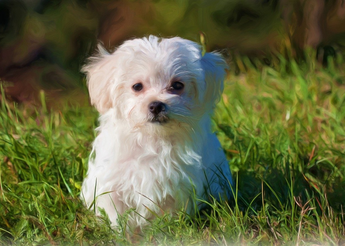 玩家秒懂“手机麻将机挂视频怎么挂的啊”开挂(透视)辅助教程 玩家秒懂“手机麻将机挂视频怎么挂的啊”开挂(透视)辅助教程