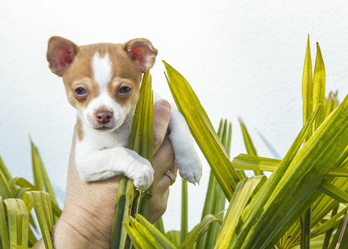 推荐一款”熊猫跑得快有挂没有”原来确实有挂!
