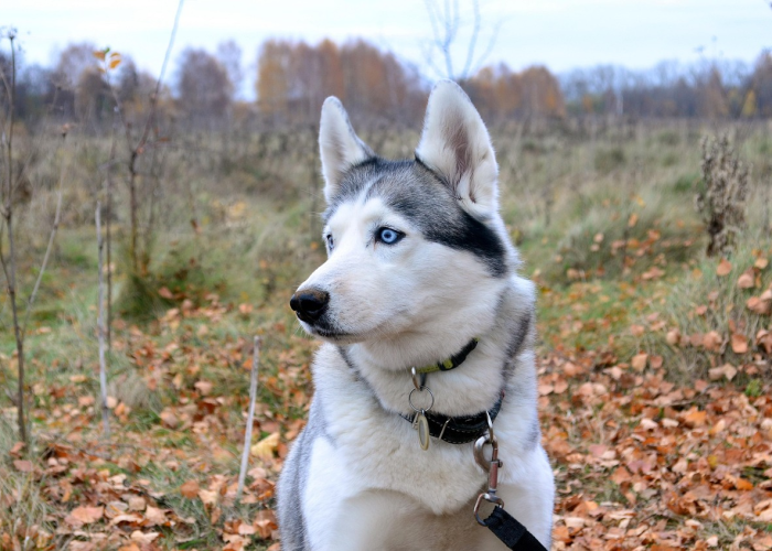 玩家秒懂“哈狗系统让你输怎么也赢不了＂!专业师傅带你一起了解