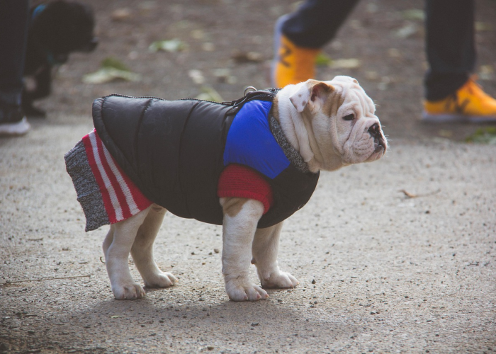 玩家秒懂“哈狗系统让你输怎么也赢不了＂!专业师傅带你一起了解