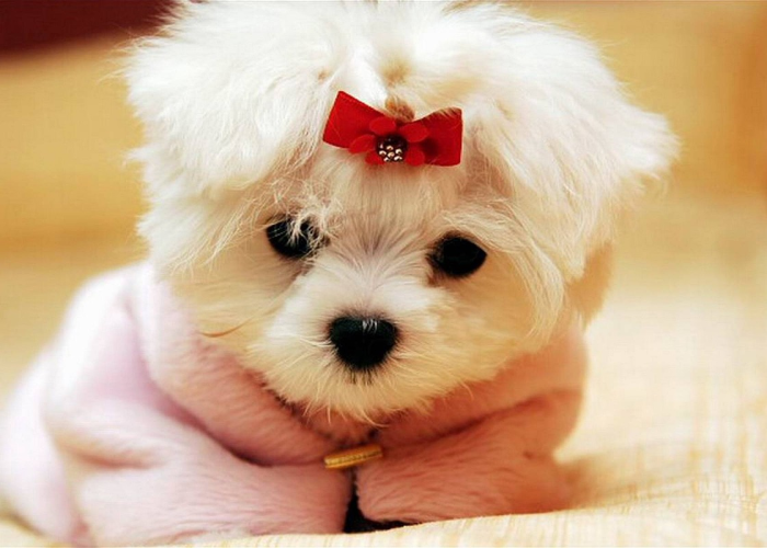 教程辅助!“哈狗十三道挂多少钱”其实确实有挂 教程辅助!“哈狗十三道挂多少钱”其实确实有挂